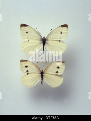 Pieris Rapae, kleine weiße Schmetterlinge Stockfoto