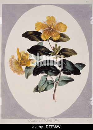 Hypericum Perforatum, St. Johanniskraut Stockfoto