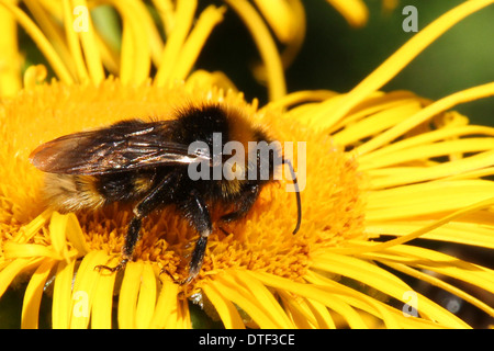 Buff tailed bumble bee Fütterung auf einem gelben inula Blume (5 von 5) Stockfoto