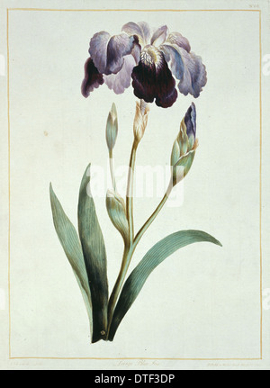 Iris sp, blaue iris Stockfoto