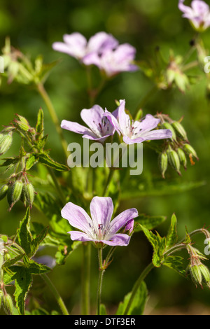 Woodland Geranien Blumen Stockfoto