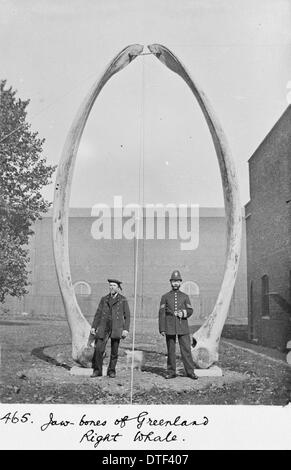 Der Kieferknochen von Grönland Glattwal, c.1912 Stockfoto