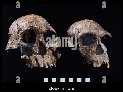 Homo Rudolfensis (KNM-ER 1470) Homo Habilis (KNM-ER 1813) Stockfoto