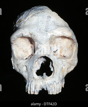 Homo Neanderthalensis (Calpicus) Schädel (Gibraltar 1) Stockfoto