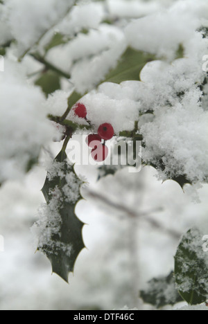 Ilex Aquifolium, Stechpalme Stockfoto