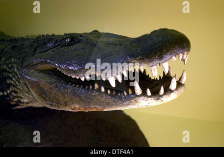 Melanosuchus Niger, schwarze Kaiman Krokodil Stockfoto