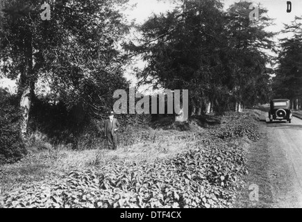 Barkham Manor Laufwerk, Piltdown Stockfoto