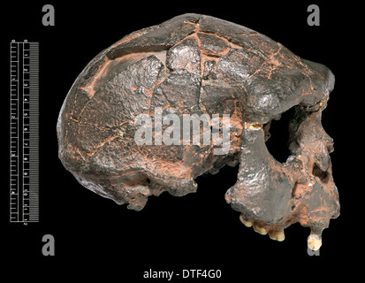 Homo Erectus, Java-Mensch Schädel (Sangiran 17) Besetzung Stockfoto