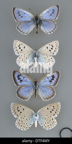 Maculinea Arion, große blaue Schmetterling Stockfoto