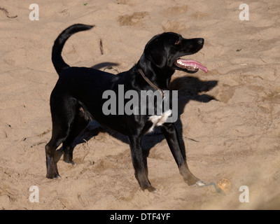 Schwarzer Hund am Strand Stockfoto