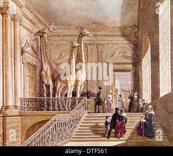 Natural History-Anzeige im Montagu House Stockfoto