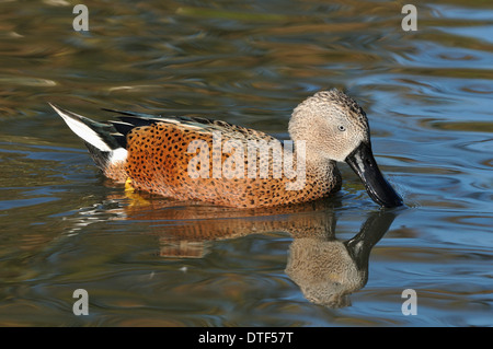 Roten Löffelente Ente - Anas Platalea männlich auf Wasser mit Reflexion Stockfoto