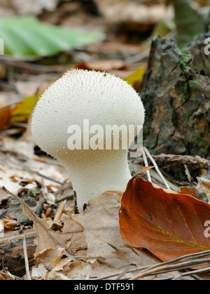 Gemeinsamen Puffball - Lycoperdon Perlatum in Buche Stockfoto