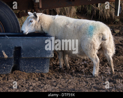 Schaf stehend im Schlamm zu trinken aus Trog nach längerem Regen, Cornwall, UK Stockfoto