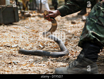 Ein Royal Thai Army Special Forces Instructor zeigt die richtige Technik sicher eine Königskobra Schlange während Übung Cobra Gold 15. Februar 2014 in Ban Dan Lan Hoi, Thailand, 2014 abholen. Stockfoto