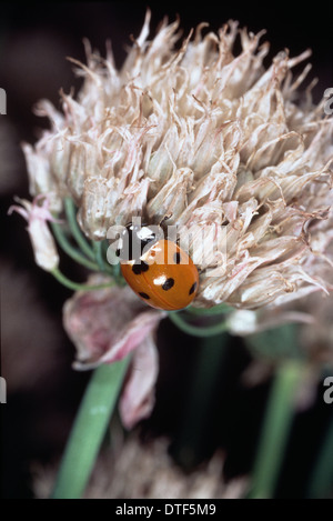 Coccinella 7-Trommler, vor Ort sieben Marienkäfer Stockfoto