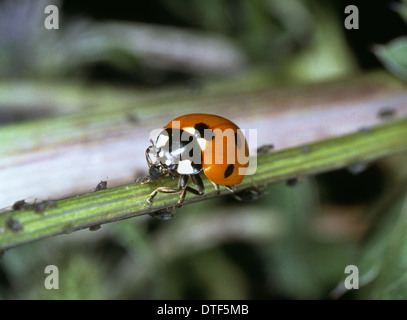 Coccinella 7-Trommler, vor Ort sieben Marienkäfer Stockfoto