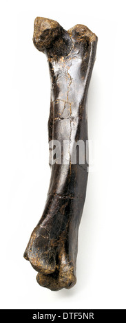 Iguanodon femur Stockfoto