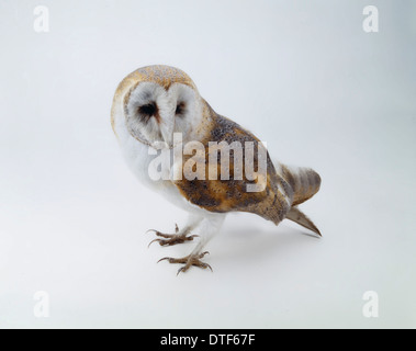 Schleiereule Tyto alba Stockfoto