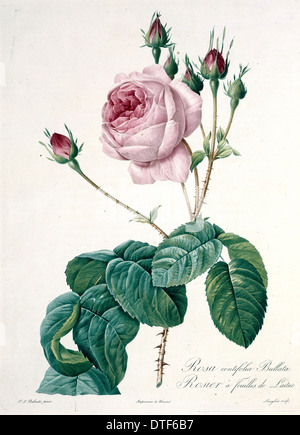 Rosa Centifolla Bullata, Bullate Kohl-rose Stockfoto