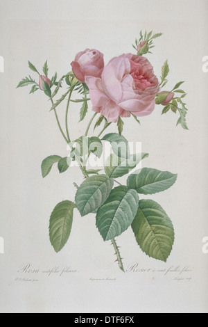 Rosa Centifolia Foliacea, grüne rose Stockfoto