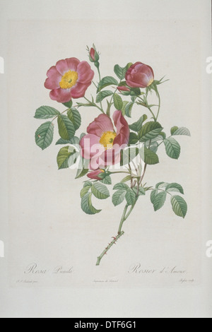 Rosa Pumila, rose der Liebe Stockfoto