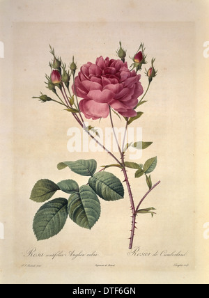 Rosa Centifolia Anglica Rubra, stieg Cumberland Stockfoto