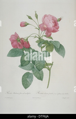 Rosa Reclinata Flore Submultiplici, in der Nähe von Doppel Drop-Knospe rose Stockfoto