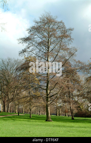 Alnus Glutinosa, Erle Stockfoto