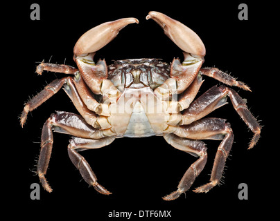 Pachygrapsus Marmoratus, marmorierte Rock crab Stockfoto