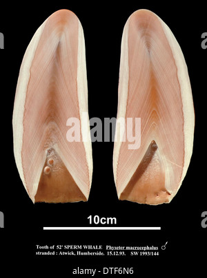 Physeter Catodon, Pottwal Stockfoto