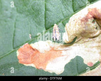 Cameraria Ohridella, Rosskastanie leafminer Stockfoto