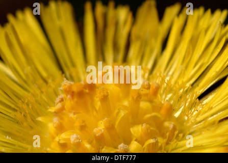 Tussilago Farfara, Huflattich Stockfoto