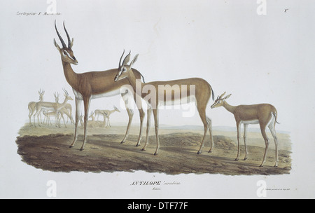 Gazella Gazella, Arabische gazelle Stockfoto