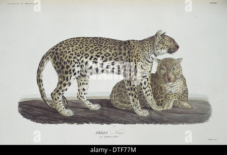 Panthera Pardus Nimr, arabischer leopard Stockfoto