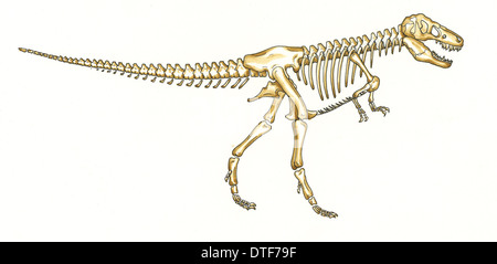 Tyrannosaurus rex Skelett Stockfoto