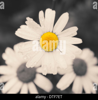 Makroaufnahme von gelben und weißen Daisy Blumen in schwarz und weiß mit einem Detail in Farbe. Stockfoto
