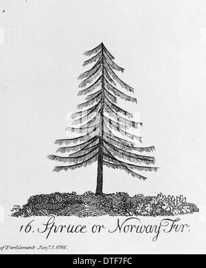 Fichte oder Tanne Norwegen Stockfoto