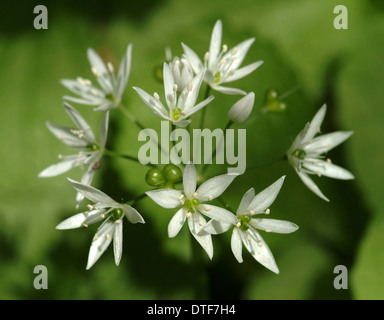Allium Ursinum Bärlauch Stockfoto