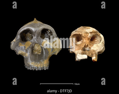 Australopithecus robustus (OH5) & forschungsrelevante Homo Habilis (OH24) Stockfoto