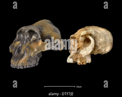 Australopithecus robustus (OH5) & forschungsrelevante Homo Habilis (OH24) Stockfoto