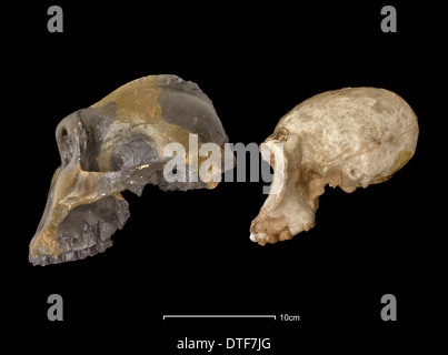 Australopithecus robustus (OH5) & forschungsrelevante Homo Habilis (OH24) Stockfoto