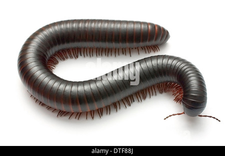 Archispirostreptus Gigas, afrikanischen Riesen schwarzen Tausendfüßler Stockfoto