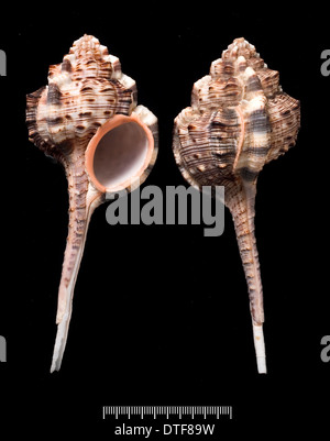 Haustellum Haustellum, bill Snipe murex Stockfoto