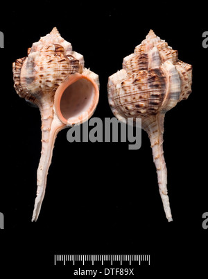 Haustellum Haustellum, bill Snipe murex Stockfoto