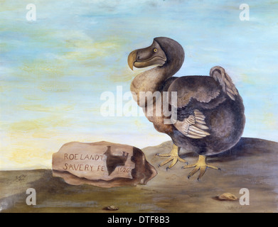 Raphus Cucullatus, dodo Stockfoto