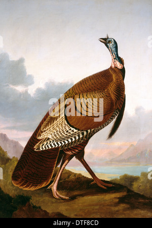 Meleagris Gallopavo, wilder Truthahn Stockfoto