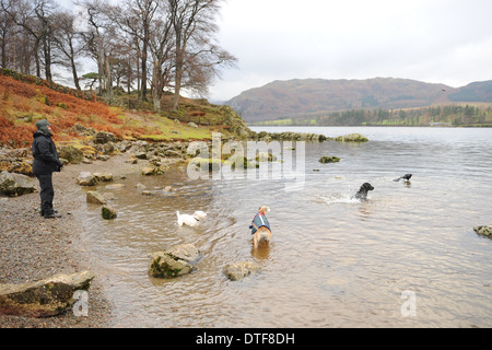 Der männliche Walker beobachtet seine Hunde, die im Wasser am Rande von Ullswater im Lake District National Park, Cumbria, England, Großbritannien spielen Stockfoto