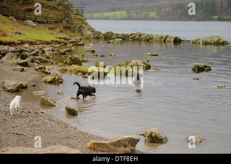 Zwei Labradors und ein Jack russell spielen im Wasser am Rande von Ullswater im Lake District National Park, Cumbria, England, Großbritannien Stockfoto