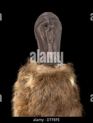 Ornithorhynchus Anatinus, Ente – abgerechnet platypus Stockfoto